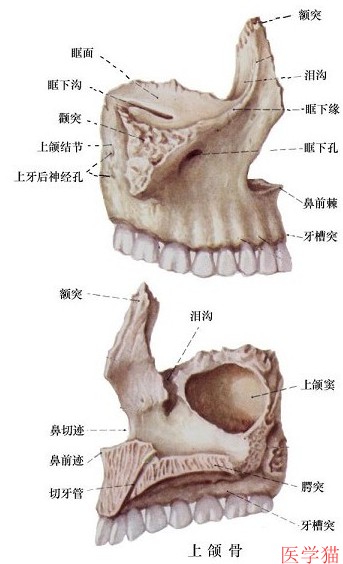 鼻前棘解剖图谱图片