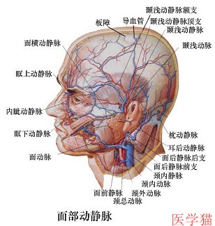 面神经干的体表投影图片