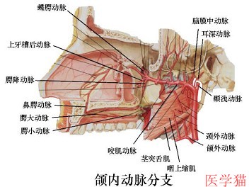 上唇动脉解剖图片